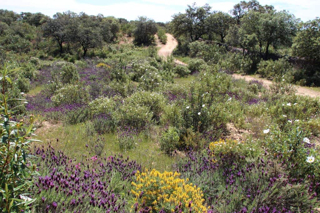  Sierra de Aracena in Picos y Aroche Huelva