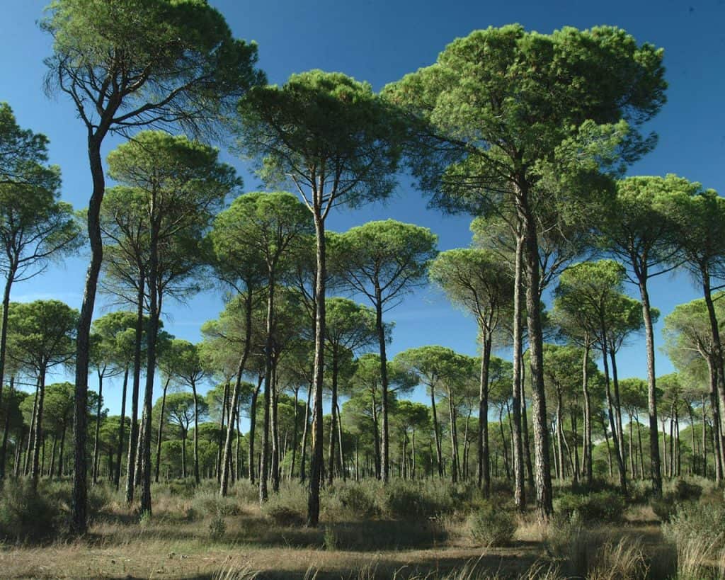 Sierra de Aracena in Picos y Aroche Huelva