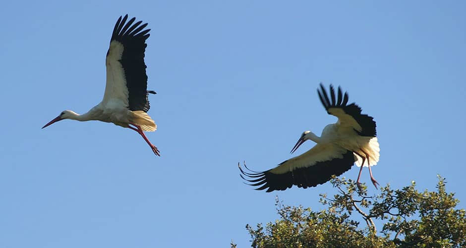 MRA Birds